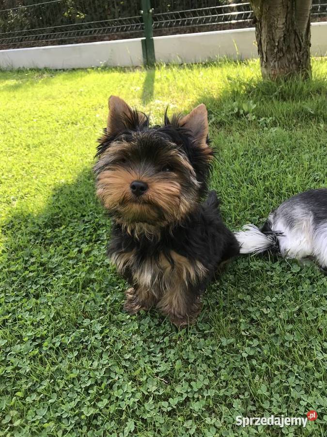 Śliczny mały York Cieszyn