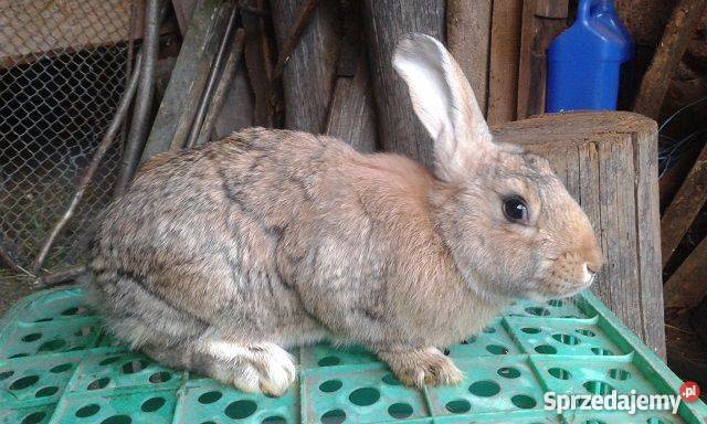 Sprzedam króliki hodowlanemieszańce BO wyprzedaż Stawiski