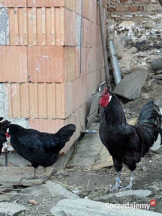 Oferuję jajka wylęgowe La Fleche La Flche diabeł Kłodzko