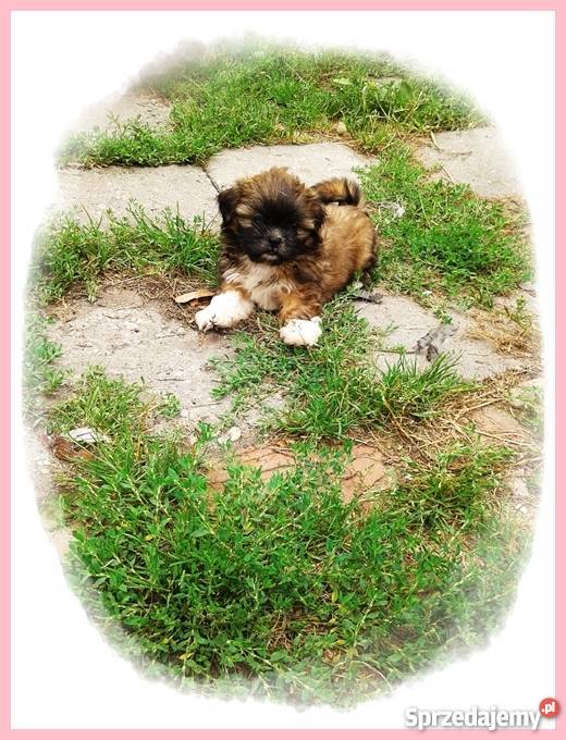 Pieski Shih Tzu maleństwa z rodowodem i chipem Gliwice