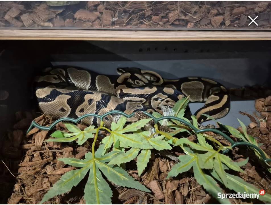 Wąż krolewski sprzedam