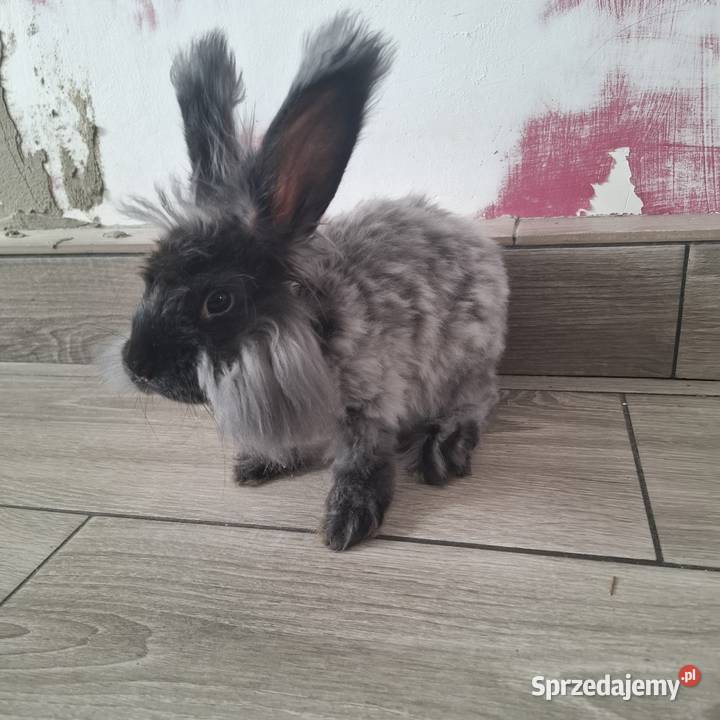 Królik angora samica Kwidzyn