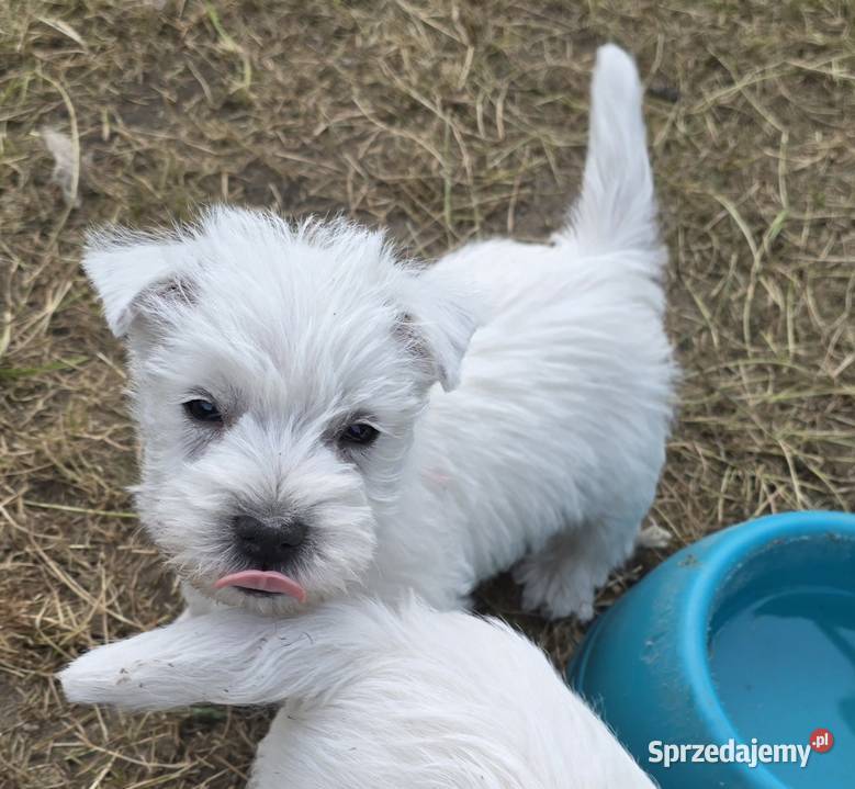 West highland white terrier westi zkwp FCI Piątkowisko