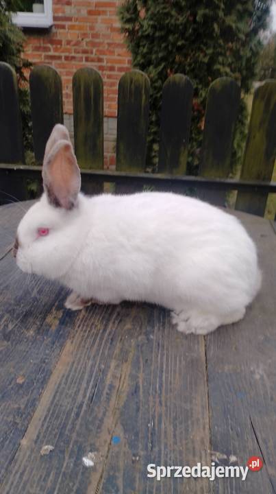 Samiec Kalifornia waga ok 35 świętokrzyskie Czarzyzna