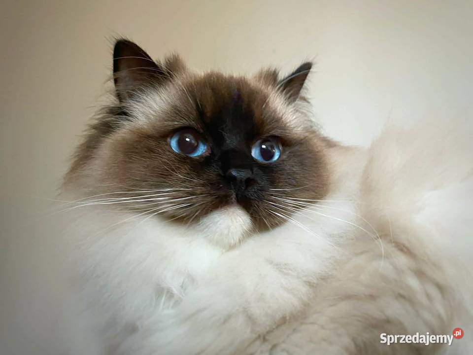 ragdoll piękny kocur Nanu hodowla rodowód FPL lubuskie Gorzów Wielkopolski