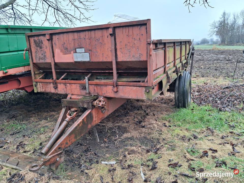 Rozrzutnik ruski Pozostałe Słomniki