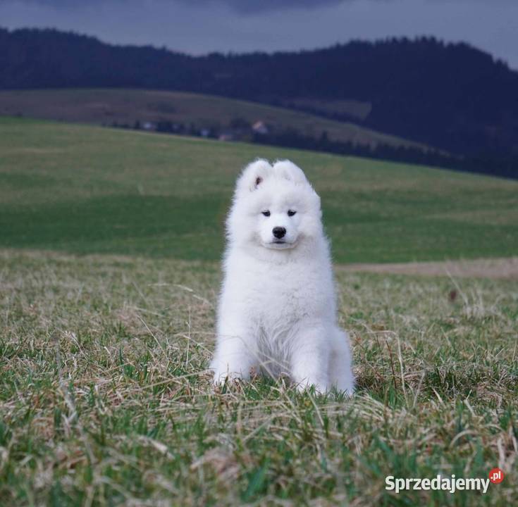 Samoyed Szczeniaczki MIOT ZIMA 2023 FCI ZKwP małopolskie Grywałd