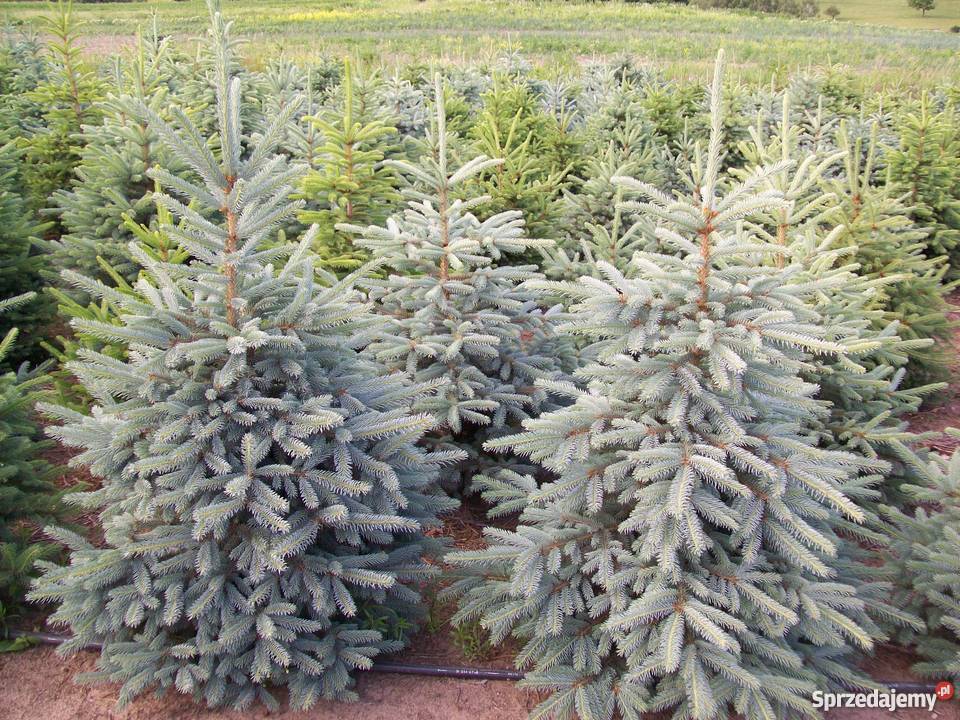 Plantacja świerka srebrnego warmińskomazurskie Jedwabno