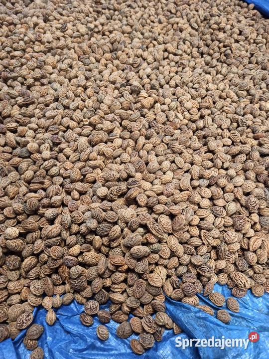 Pestki brzoskwini Mandżurskiej Lublin