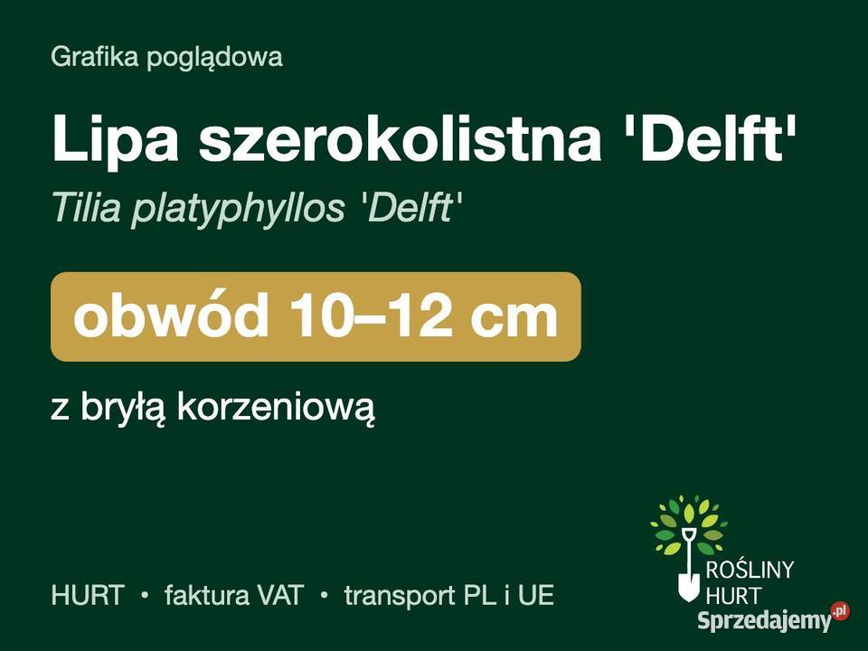 Lipa szerokolistna Delft obwód 1012 z bryłą HURT