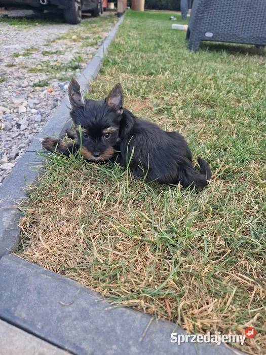 Yorkshire Terrier Piesek Gotowy do odbioru sprzedam