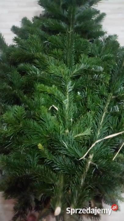 gałązki jodły kaukaskiej stroisz idealne na