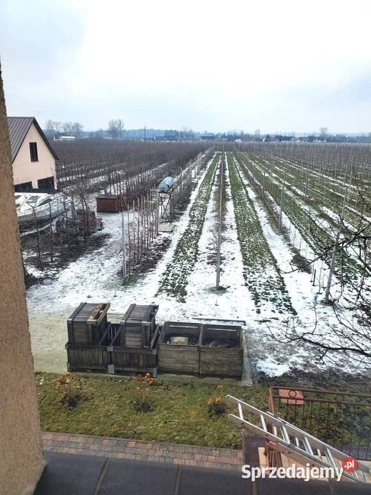 NOWOCZESNE GOSPODARSTWO Z MŁODYM SADEM Mąkolno
