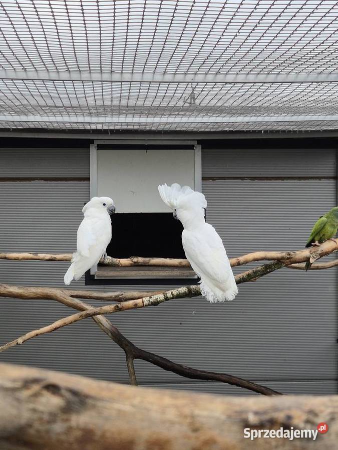 Kakadu alba para hodowlana Rakoniewice