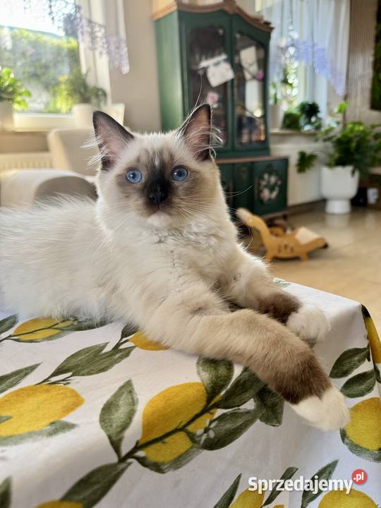 Kotka Ragdoll Zoya Starogard Gdański
