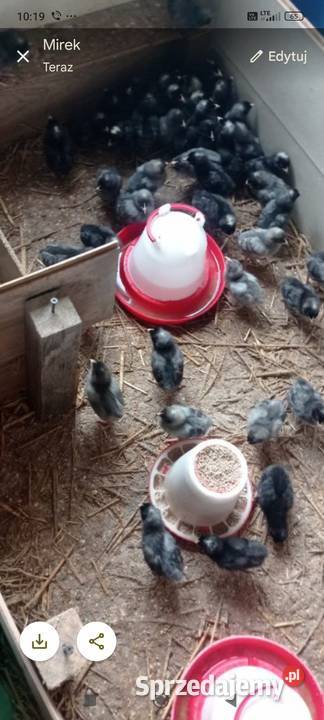 Kogutki 2 tygodnie sprzedam