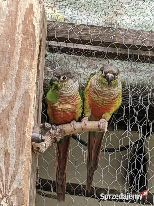 Rozella białolicarudosterki Jazowsko