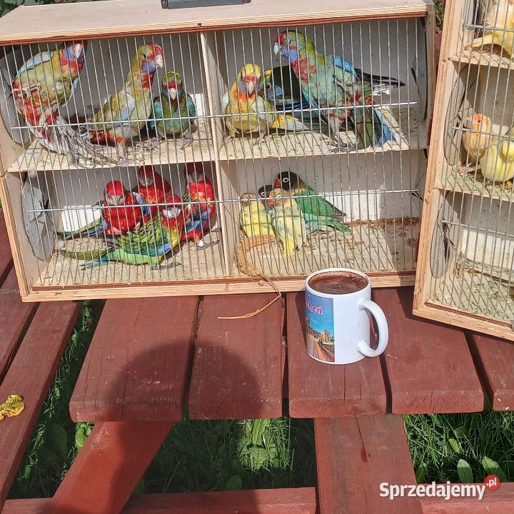 Papugi kanarki zeberki pomorskie