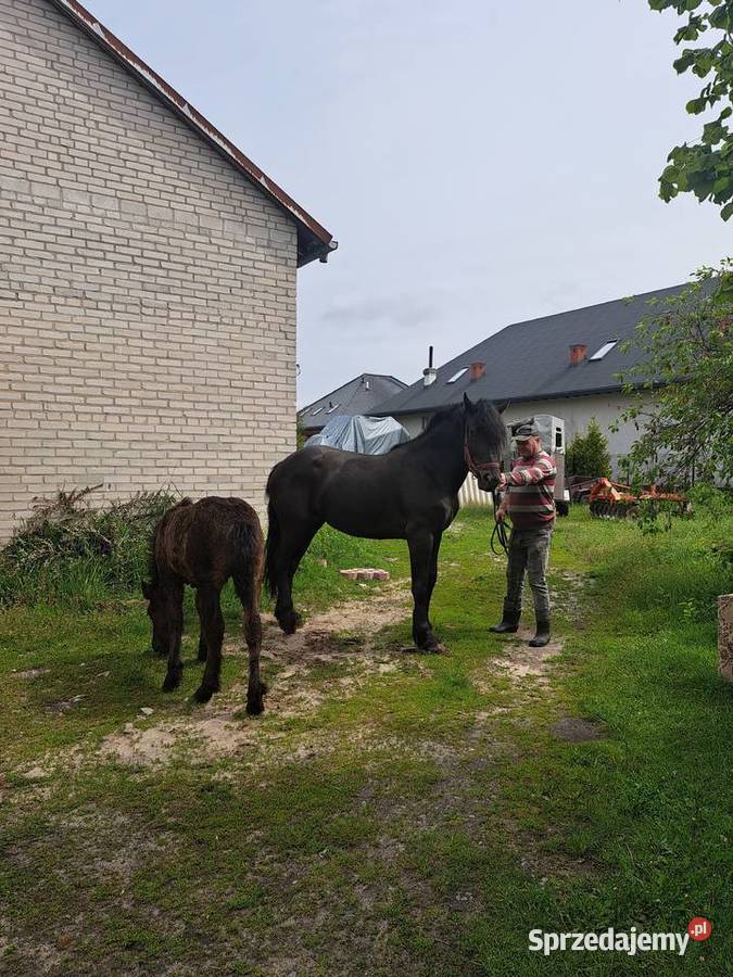 KLACZ ZIMNOKRWISTA ZE ŻREBAKIEM KLACZ 4 Reducin sprzedam
