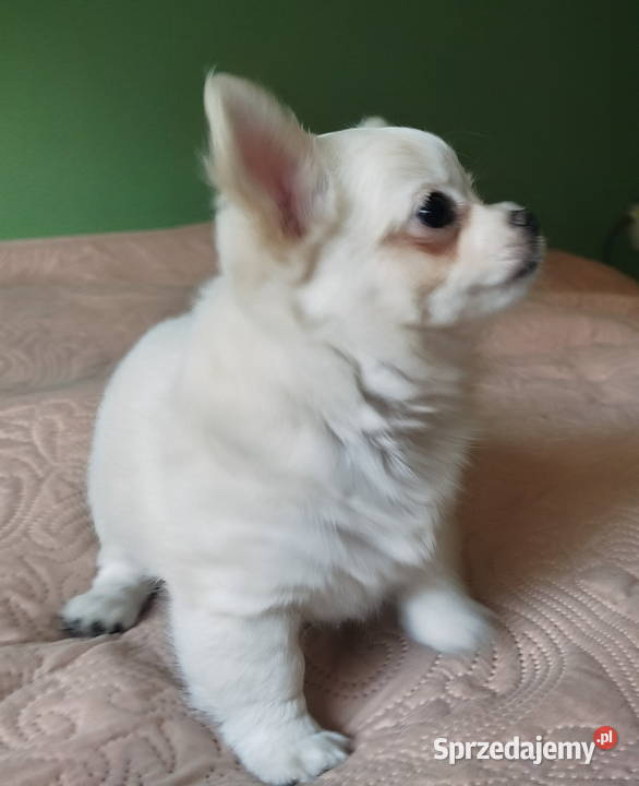 Chihuahua suczka długowłosa Konin sprzedam