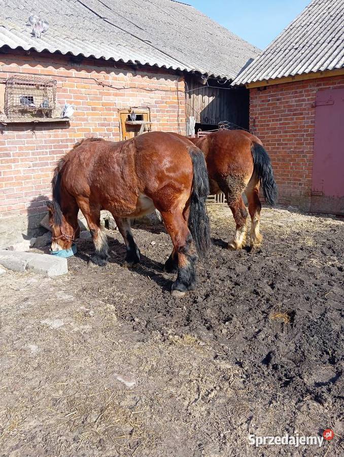 Klacze zimnokrwiste Annopol