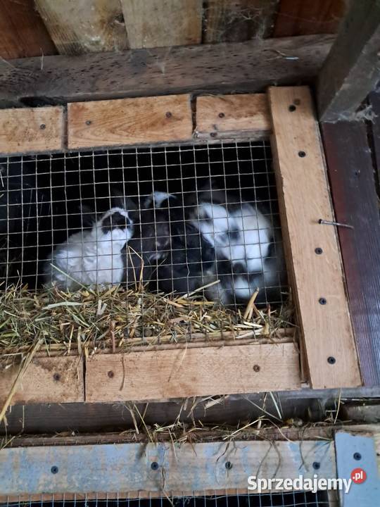 Samica z młodymi króliki Kościan