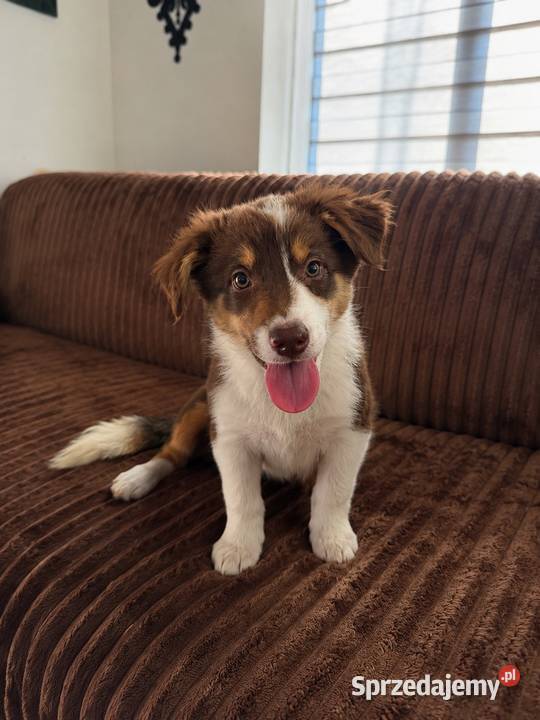 CODY piesek Border Collie czekoladowy tricolor Pozostałe Zwierzęta małopolskie Limanowa