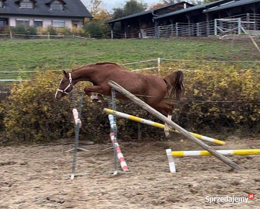 PILNA SPRZEDAŻ Knurów