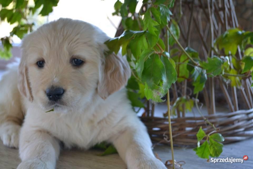 Golden Retriever Tarnów