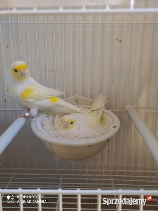 Kanarki mozaiki 3 pary lubelskie Ryki