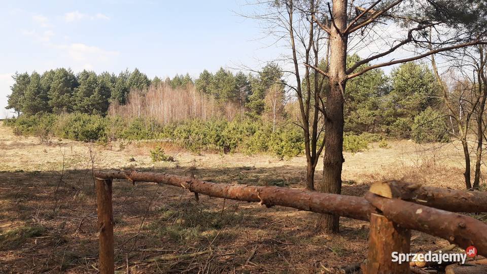 DZIAŁKI Roztocze Czarny Las Kolonia Sprzedaż Czarny Las-Kolonia