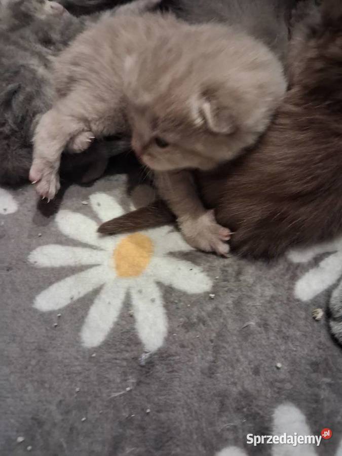 Kotki brytyjskie krótko wlose Miasteczko Śląskie