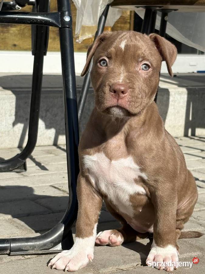 American bully xl szczeniak Czerlejno