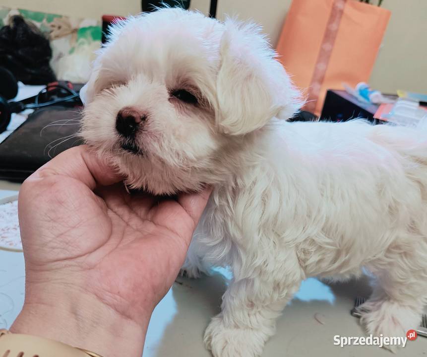 Maltańczykśliczna malutka sunia Warszawa sprzedam