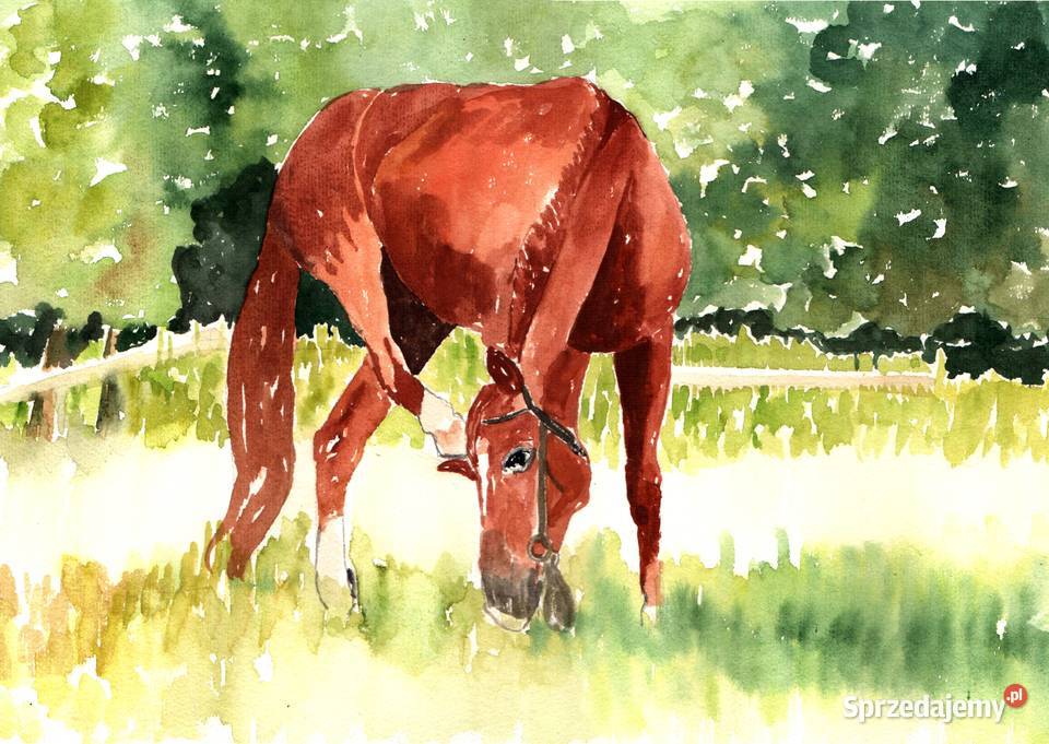 KONIE akwarela 297 x 42 Gryfów Śląski
