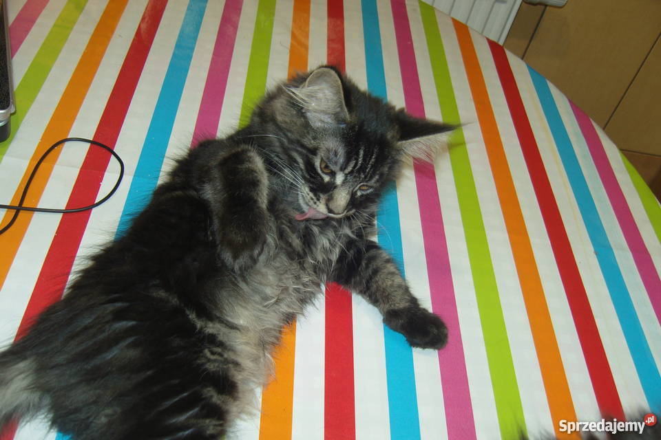 Pręgowany kocurek Maine Coon Aleksandrów Łódzki sprzedam