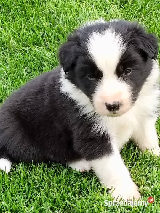 Szczeniak Border Collie ZKwP FCI