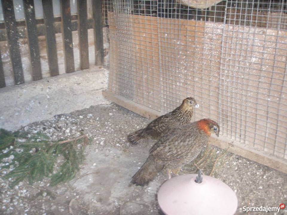 Bażanty tyminki 2017r Bąków