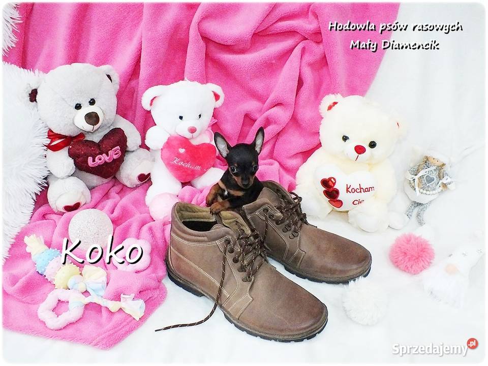 Ultra MINI Sunia KOKO Pinczer miniaturowy lubuskie Żary