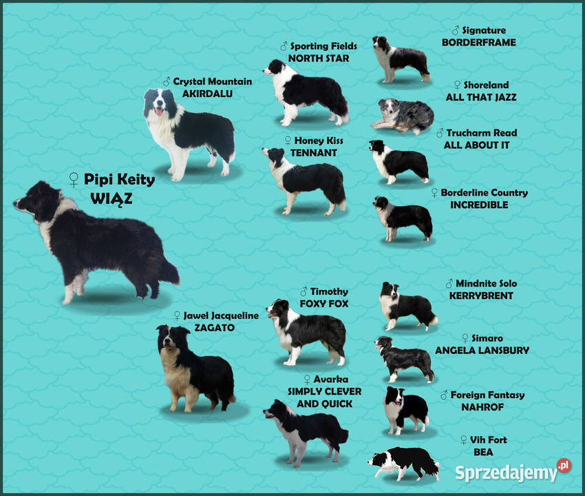 BORDER COLLIE czystej krwi z Hodowli Rasowy pies podkarpackie Iwonicz