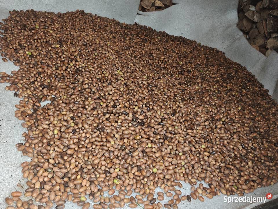 Sprzedam żołędzie szypułkowe Ronino