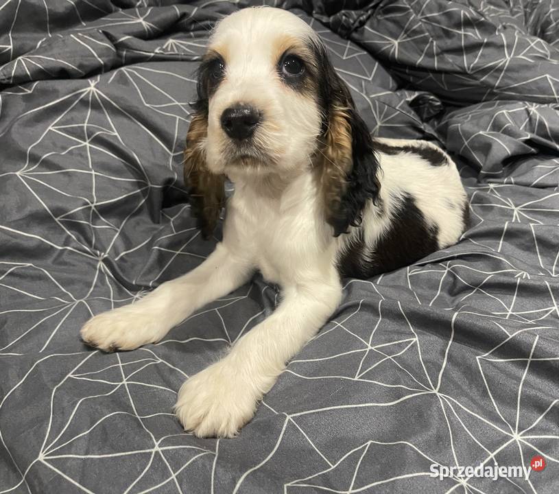 Cocker Spaniel Angielski Cocker Spaniel mazowieckie Wyśmierzyce