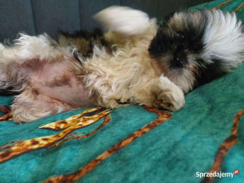 Shih tzu szuka nowego domku łódzkie Krośniewice
