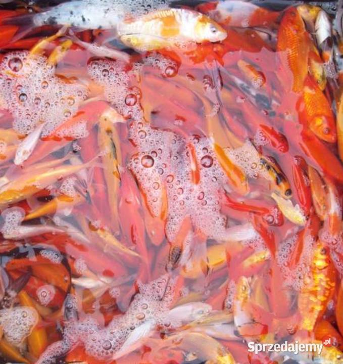 Karasie kolorowekarp koirybki do oczekzłota Łańcut sprzedam