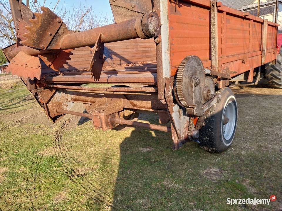 rozrzutnik carna białostocka Węgrów