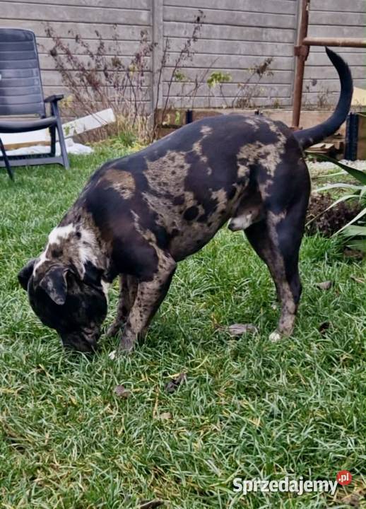 Amstaff Merle Grodzisk Wielkopolski