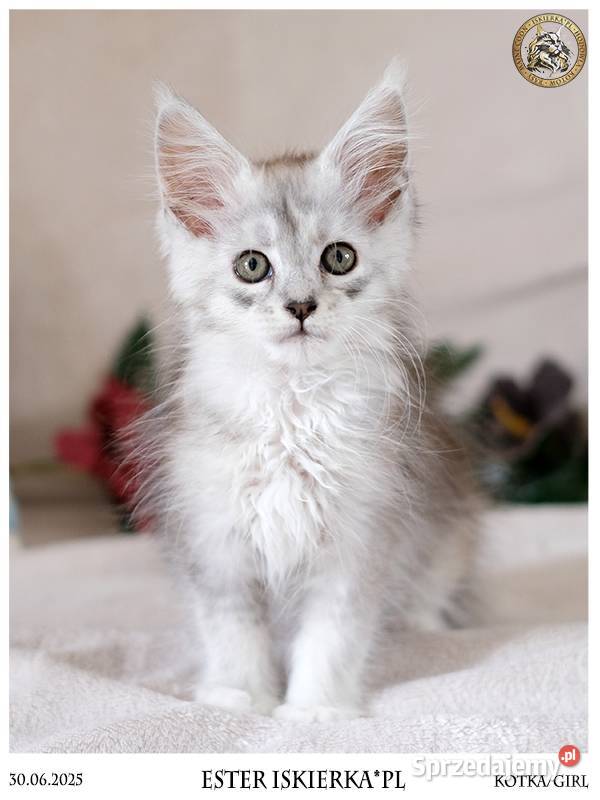 Srebrzysta kotka maine coon Warszawa