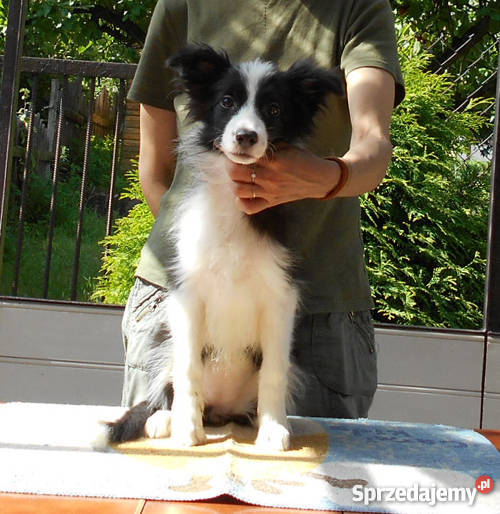 Border Collie rodowodowa suczka z metryką ZKwP Psy Otwock