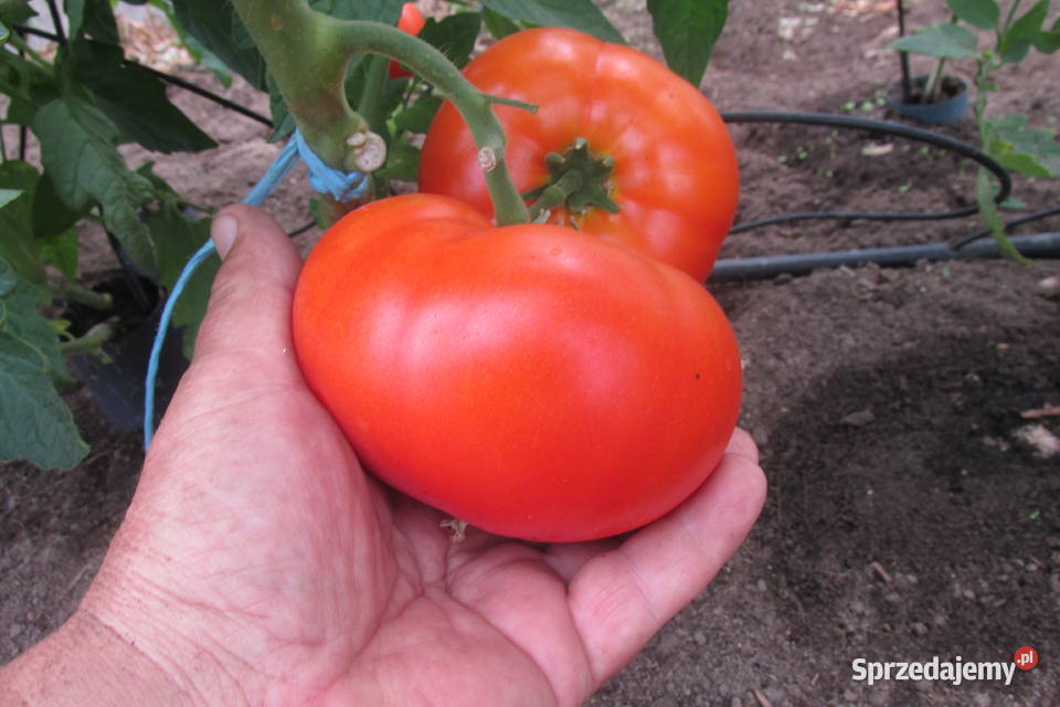 Sadzonki pomidorów holenderskich i polskich pd Łomianki
