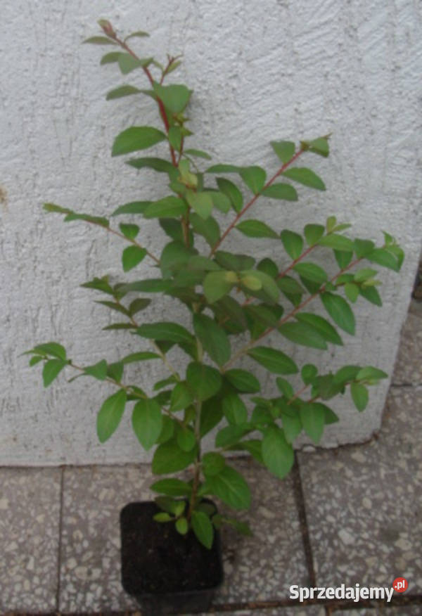 LAGERSTROEMIA BEZ POŁUDNIA sadzonki 50 w kujawsko-pomorskie Ustronie sprzedam